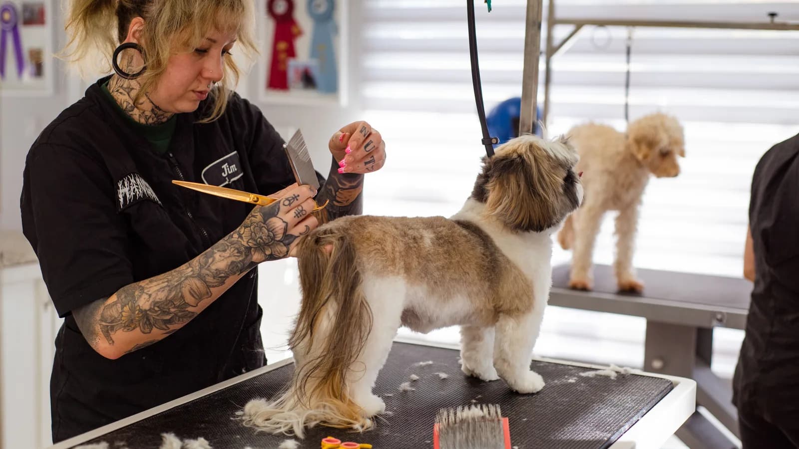 A groomer trimming a small Shih Tzu with scissors on a grooming table in a bright pet salon, a second dog waiting on the table behind.