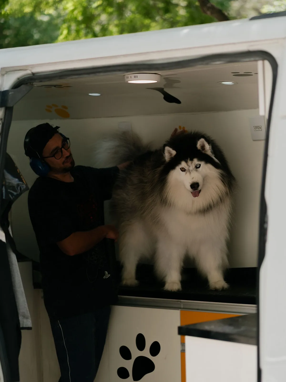 A groomer drying a large Husky on the grooming table inside a mobile pet grooming van, paw-print decals on the cabinets.