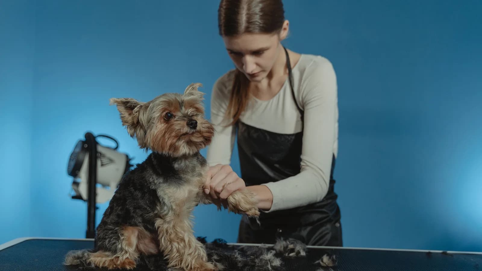 A dog groomer in a black apron gently holding a Yorkshire terrier's paw on the grooming table in a calm studio, trimmed fur on the table.