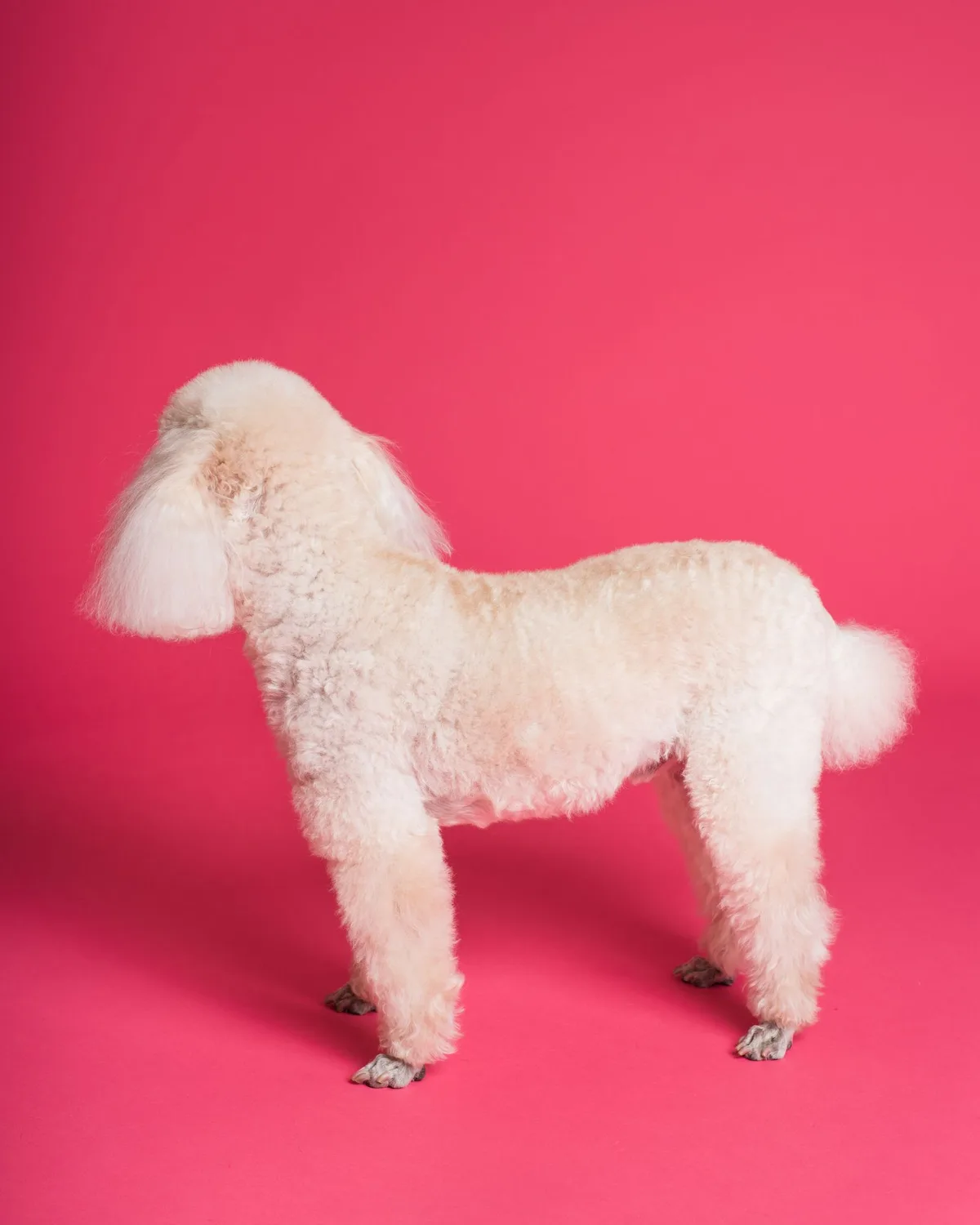 A freshly groomed cream-colored poodle standing in profile against a bright pink studio background, showing a clean curly coat.